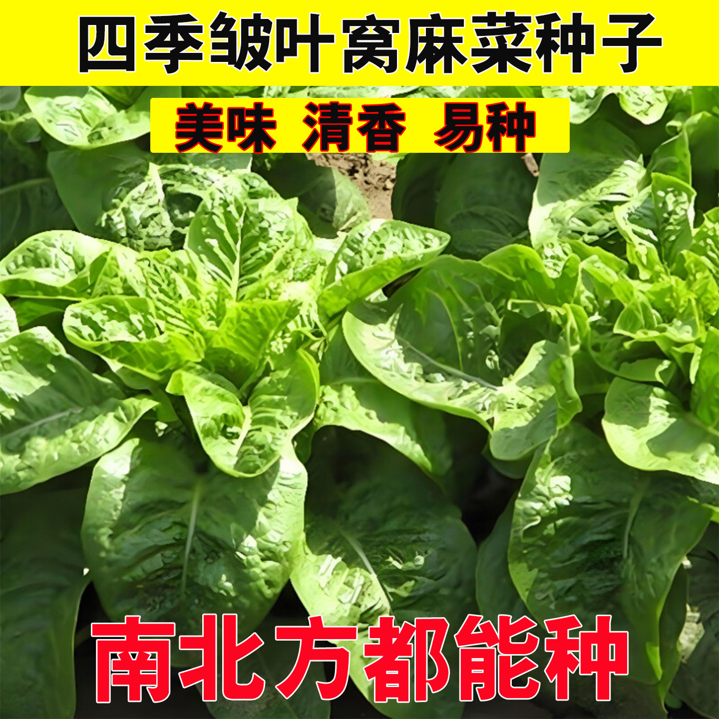 邹叶窝麻菜种子叶曲窝菜莴苣蔬菜种子大全春秋叶曲麻菜种籽新种图片