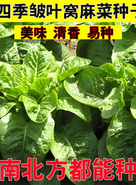 邹叶窝麻菜种子叶曲窝菜莴苣蔬菜种子大全春秋叶曲麻菜种籽新种