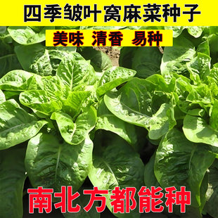 邹叶窝麻菜种子叶曲窝菜莴苣蔬菜种子大全春秋叶曲麻菜种籽新种