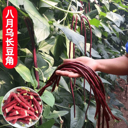 耐热耐寒高产优质特长豇豆种子