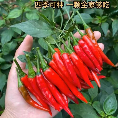 香辣红美人椒种子春季秋季四季播辣椒蔬菜籽抗病高产大红辣椒籽