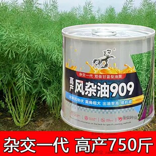 半冬性高产油菜籽种子杂交一代油菜种籽矮杆耐寒抗倒伏中早熟种植