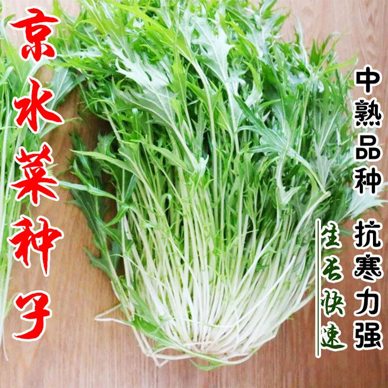 养生京水菜种子阳台盆栽种植耐寒小青菜种籽蔬菜种子大全野菜新种