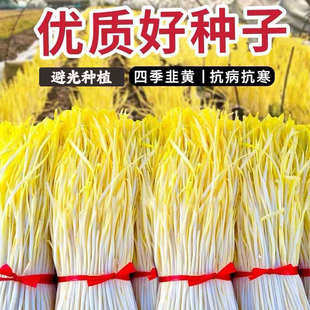 四季韭黄种子农家大田种植根苗易种高产青菜种籽蔬菜种子大全抗寒