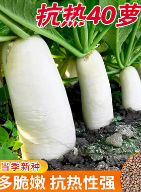 夏季耐热夏抗40白萝卜种子大全樱桃凤梨水果萝卜种籽秋播蔬菜种子