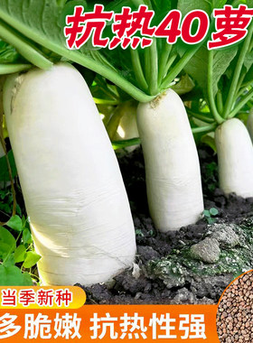 夏季耐热夏抗40白萝卜种子大全樱桃凤梨水果萝卜种籽秋播蔬菜种子