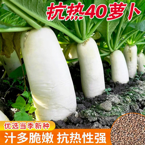 夏季耐热夏抗40白萝卜种子大全樱桃凤梨水果萝卜种籽秋播蔬菜种子
