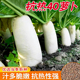 夏季 耐热夏抗40白萝卜种子大全樱桃凤梨水果萝卜种籽秋播蔬菜种子
