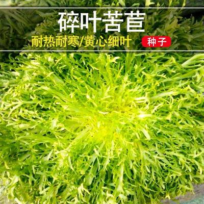 细叶苦苣种子黄心碎叶苦菊种籽农家苦菊菜轻食四季盆栽蔬菜种孑