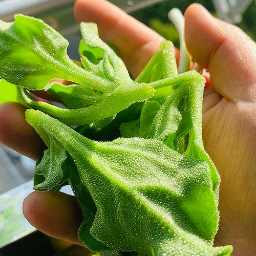 水晶冰菜种子原装正品