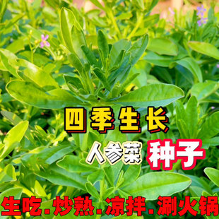 人参菜种子野菜土人参种子高丽参蔬菜种子特色东洋参四季当季新种