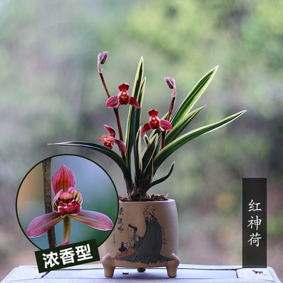 小兰花绿植物办公室内茶桌面盆栽香型花卉矮种红神荷金边名贵艺草