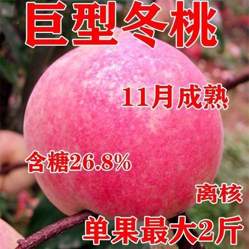 特大嫁接超甜冬桃树苗晚熟