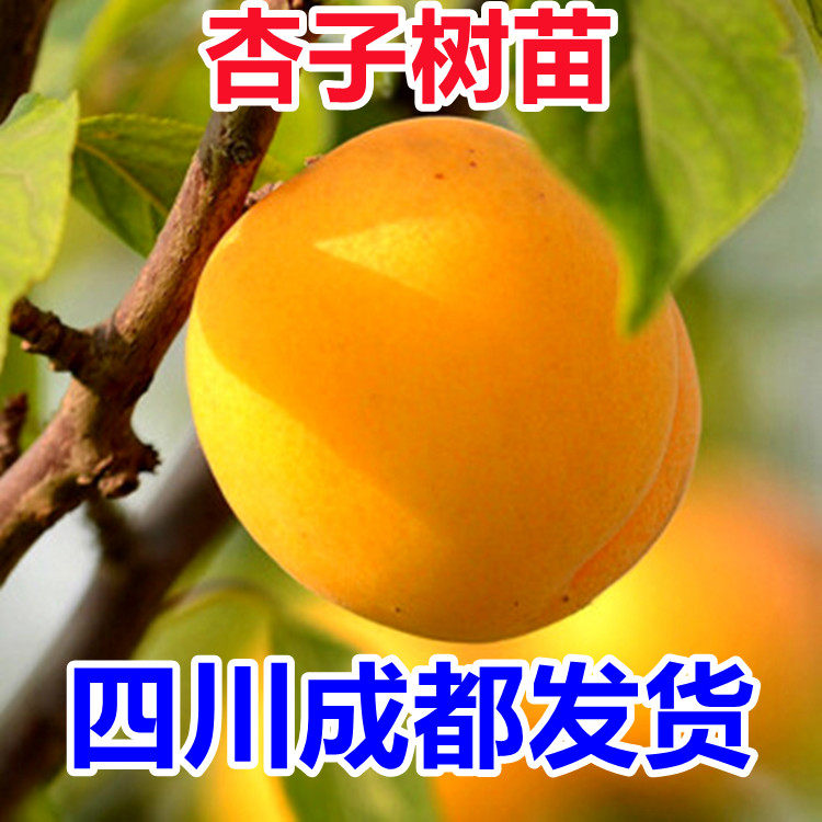 杏子苗嫁接杏树苗阳台庭院南方北方种植盆栽地栽果树果苗当年结果