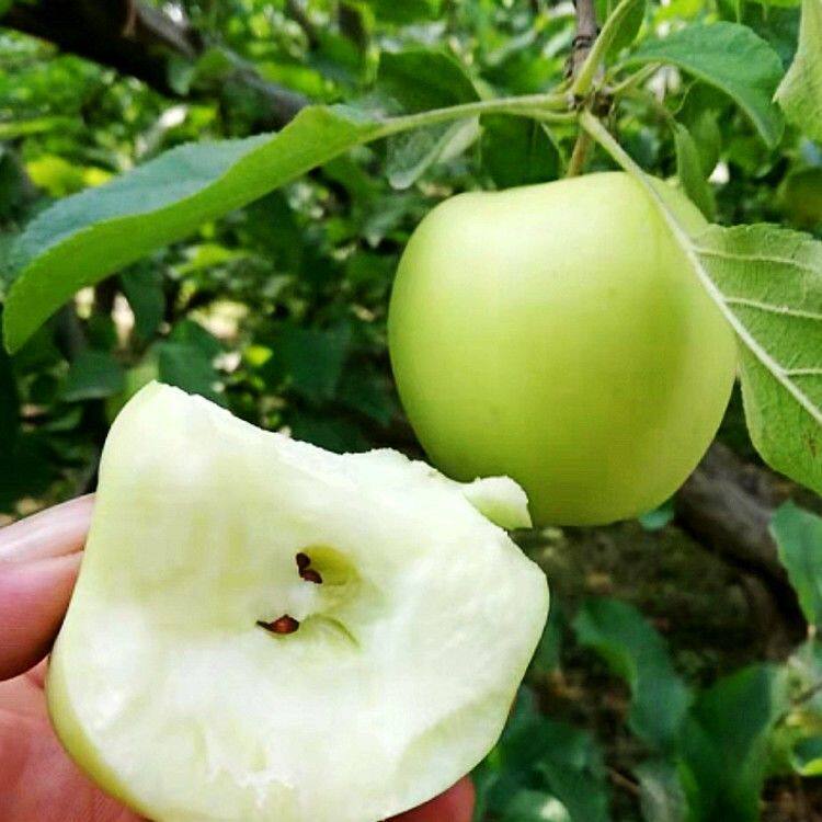 特大澳洲青苹果苗嫁接苹果树苗超甜果树南方北方种植盆栽地栽耐寒