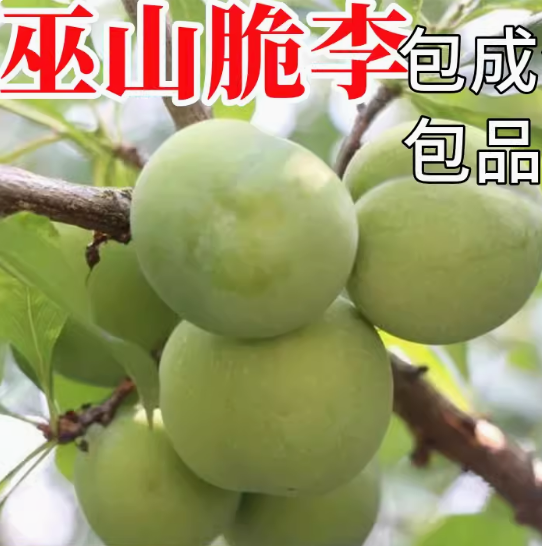 重庆李子树苗特大蜂糖李子苗巫山脆李嫁接晚熟青脆李树苗脆红李苗