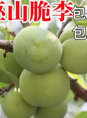 重庆李子树苗特大蜂糖巫山