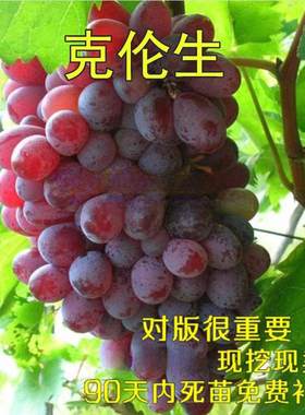 克伦生无核葡萄苗嫁接红