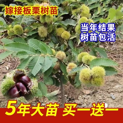 板栗苗树嫁接地栽南方北种