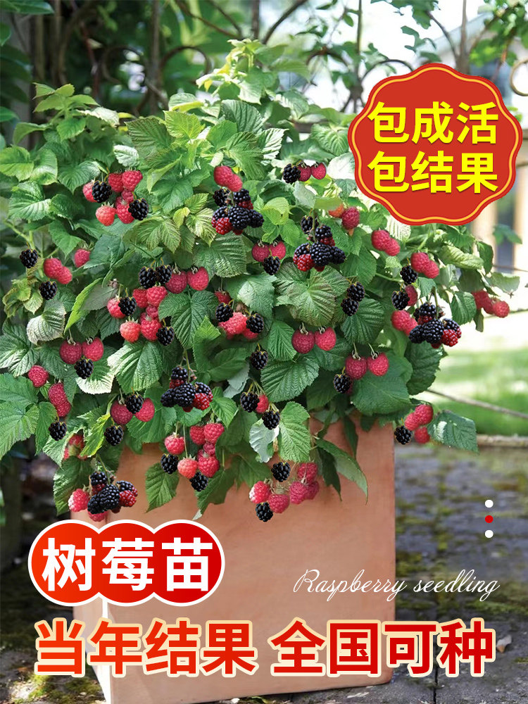 掌叶树莓苗黑红黄覆盆子栽