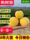 桃树果苗嫁接苗黄桃树苖水蜜桃冬桃油桃毛桃活苗南方锦绣桃子苗树