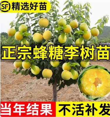 四川脱骨青脆蜂糖李子树苗