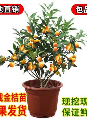 金桔树苗带果发货食用观赏