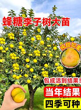 蜂糖李子树苗贵州六马正宗