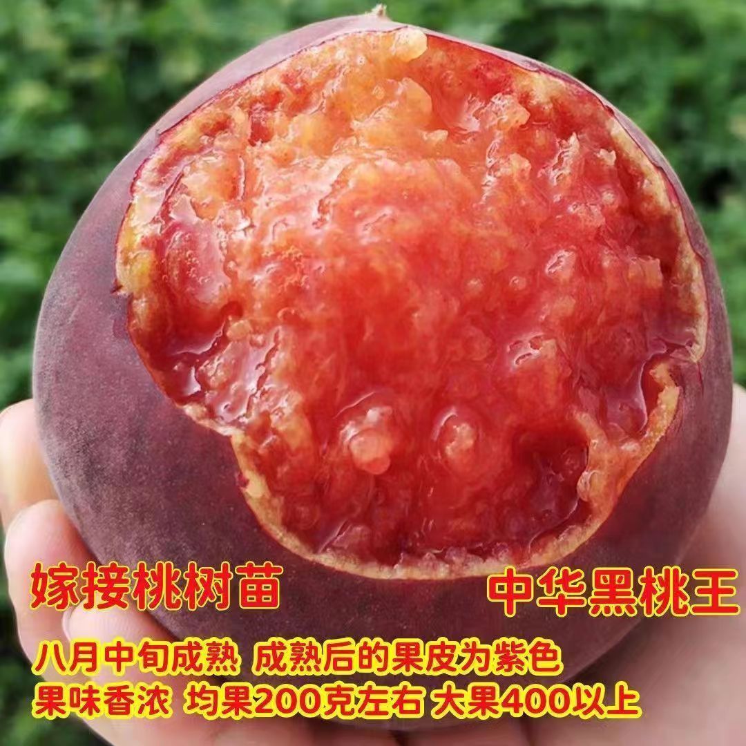 桃树新品种中华黑王苗皇后