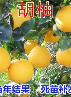 胡柚苖常山嫁接子树甜蜜