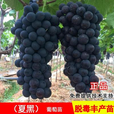 夏黑葡萄树苖高甜无核苗耐