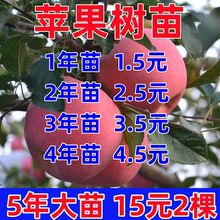 苹果树果苗众成三号嫁接矮化红富士南方北方种植盆栽地栽丑苹果