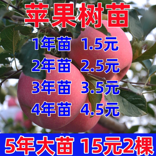 苹果树苗众成三号嫁接矮化