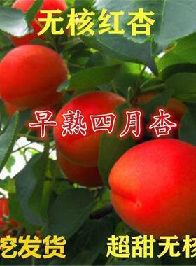 嫁接新品种杏树苗特大早熟
