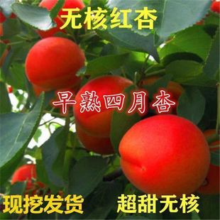 嫁接新品种杏树苗特大早熟红杏树苗耐寒南北方种植当年结果盆地栽