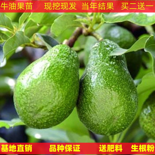 墨西哥牛油果树苗嫁接鳄梨