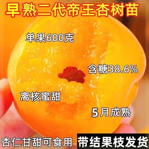 嫁接杏树苗新品种特大果超