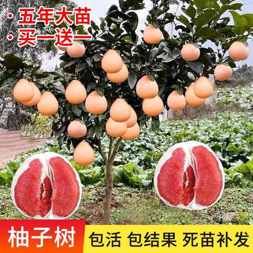 嫁接柚子树苗红心蜜盆栽地