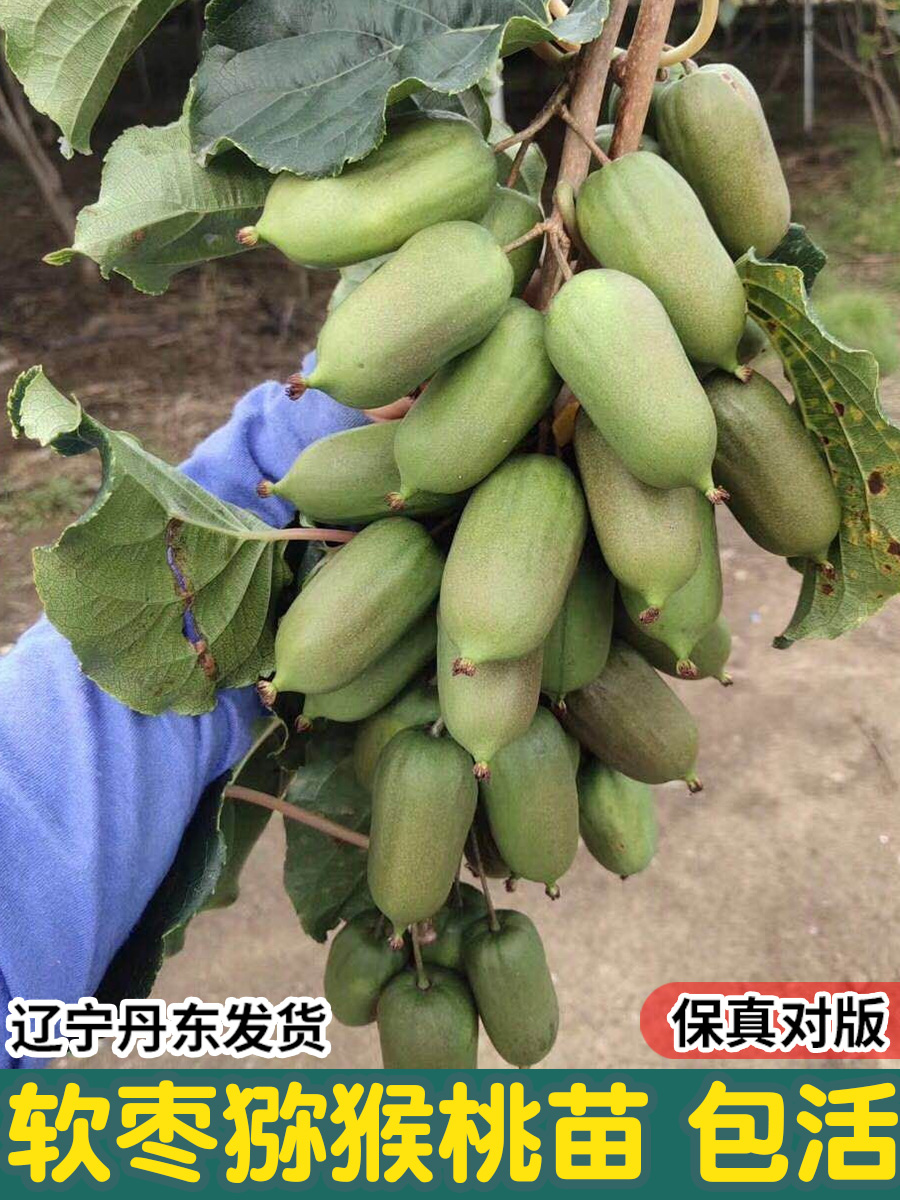 软枣猕猴桃苗果树盆栽圆狗