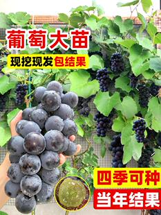 巨峰葡萄树苖阳光玫瑰无籽萄葡树果苗盆栽无架爬藤果树南北方种植