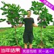 盆栽地栽种植苗当年结果特大波姬红树苗 无花果树果苗南方北方四季