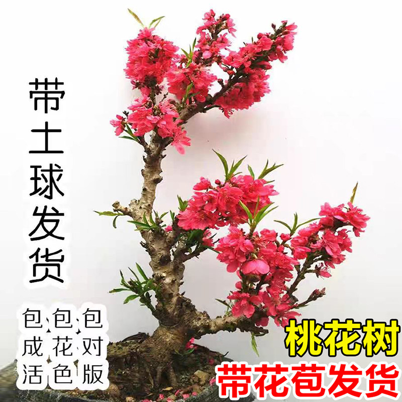 桃花树盆栽室内桌面真花盆景重瓣寿星桃红梅树苗庭院耐寒耐冻花卉