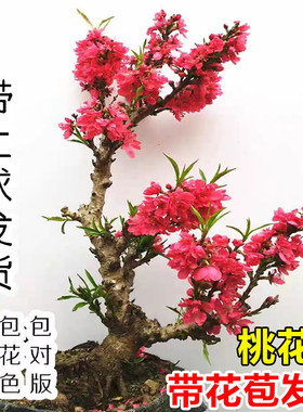 桃花树盆栽室内桌面真景重