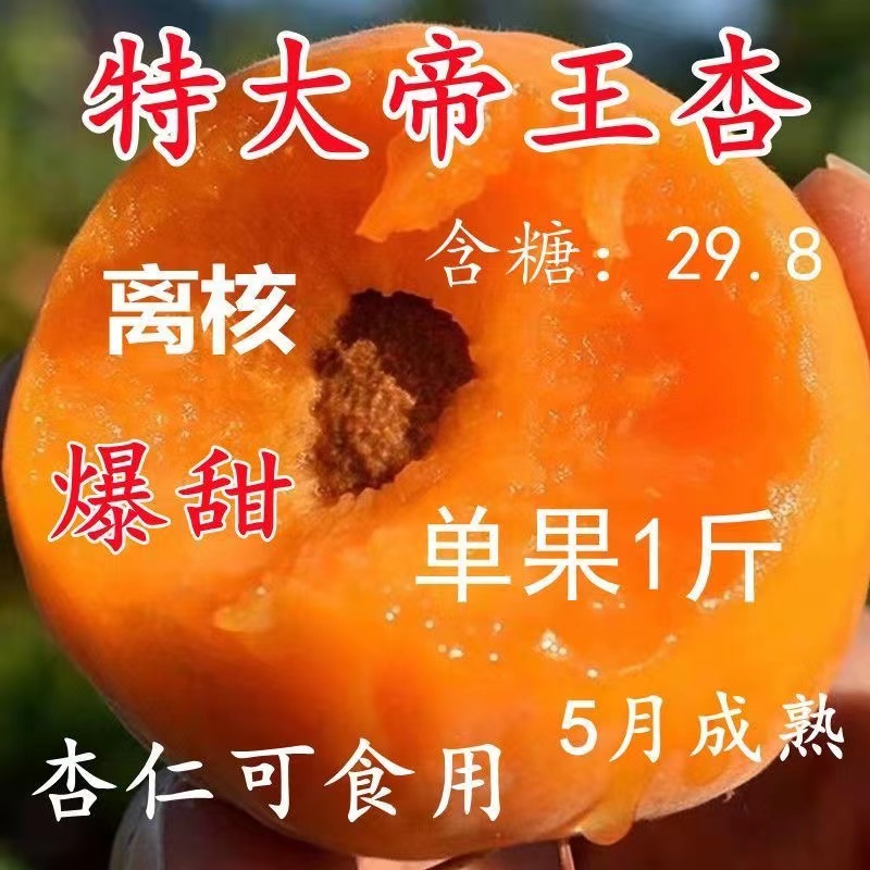 帝王杏树果苗嫁接特大早熟