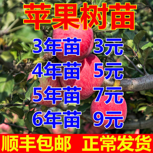 苹果苗嫁接南方种植盆栽地栽北方特大苹果树果苗矮化果树当年结果