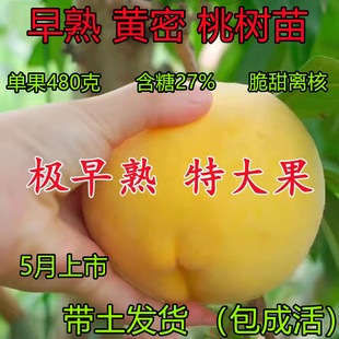 早熟黄桃树苗 早熟桃树果苗嫁接桃树苗特大脆甜离核桃树当年结果