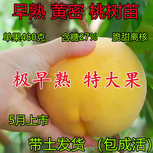 早熟黄桃树苗果嫁接特大