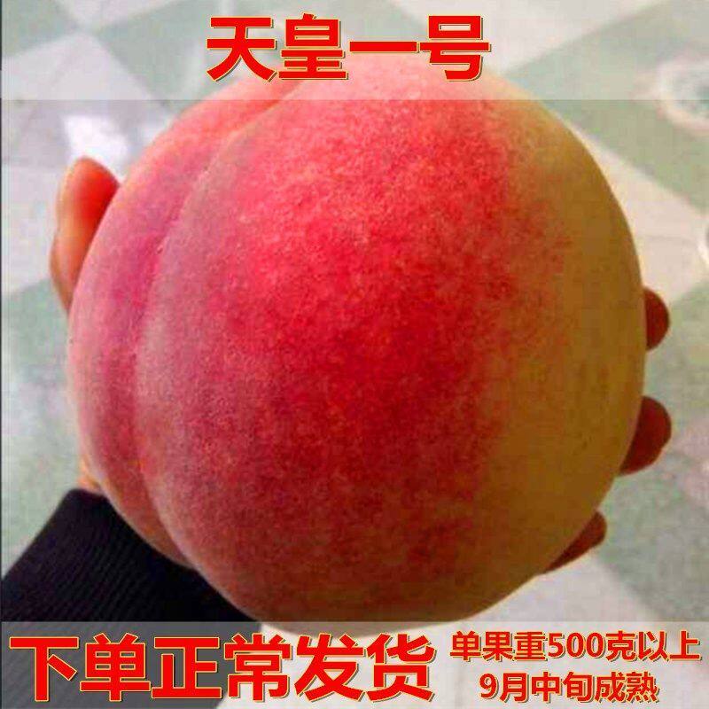 特大嫁接桃树苗 超甜晚熟桃子果树苗天皇一号桃苗南北方种植冬桃