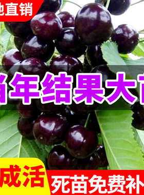 车厘子树苗南方北种植嫁接
