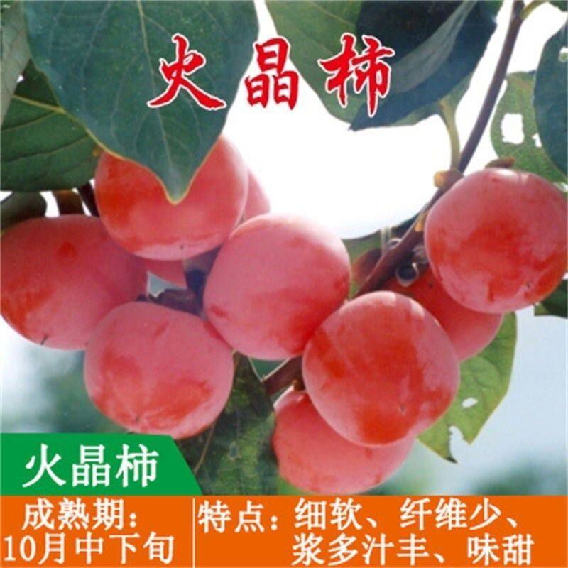 特大火晶柿子超甜果树苖即摘即吃柿子树苖盆栽南方北方种植当年结